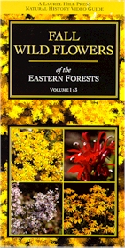 WILDFLOWERS: Wild Flowers of the Eastern Forests: Fall
